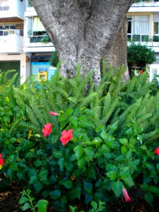Fuengirola - Plaza de la Constitución 05