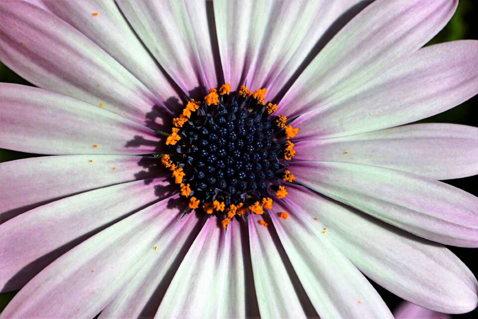 Macro spring flowers garden