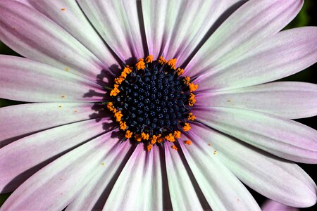 Macro spring flowers garden