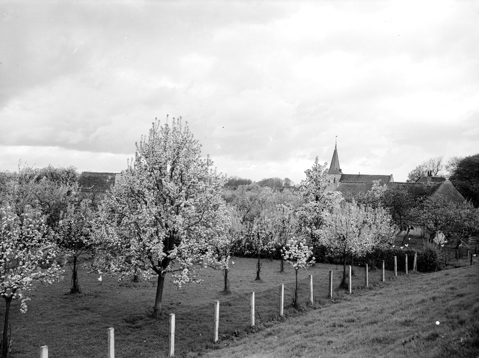 Fruitbomen , peer, Bestanddeelnr 192-0292