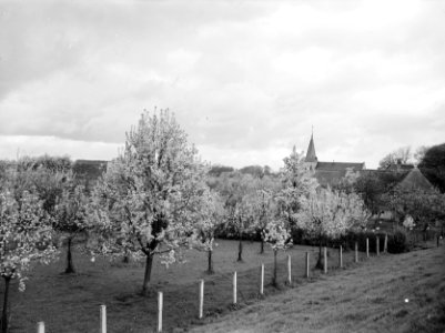 Fruitbomen , peer, Bestanddeelnr 192-0292