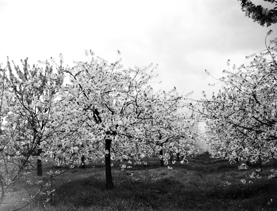 Fruitbomen , morellen, Bestanddeelnr 192-0291