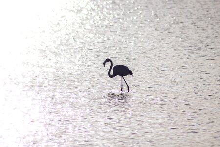 Reflection alone one