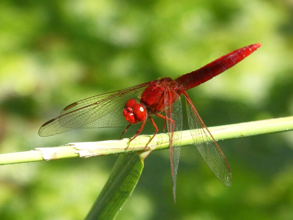 Dragonfly winged insect erythraea crocothemis