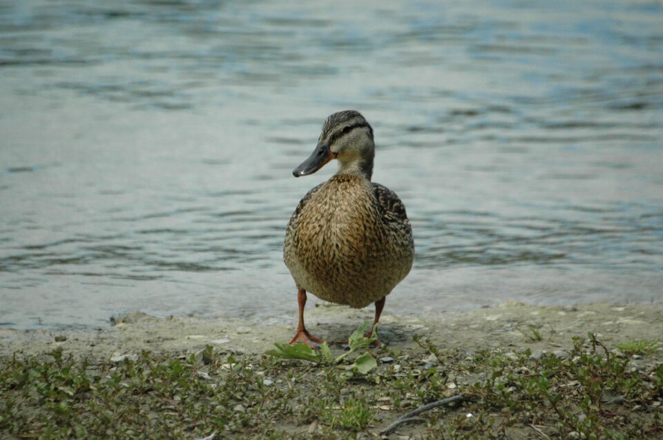 Mallard water bird beach