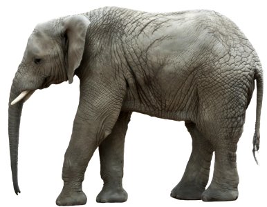 Frilagd elefant-grå bakgrund