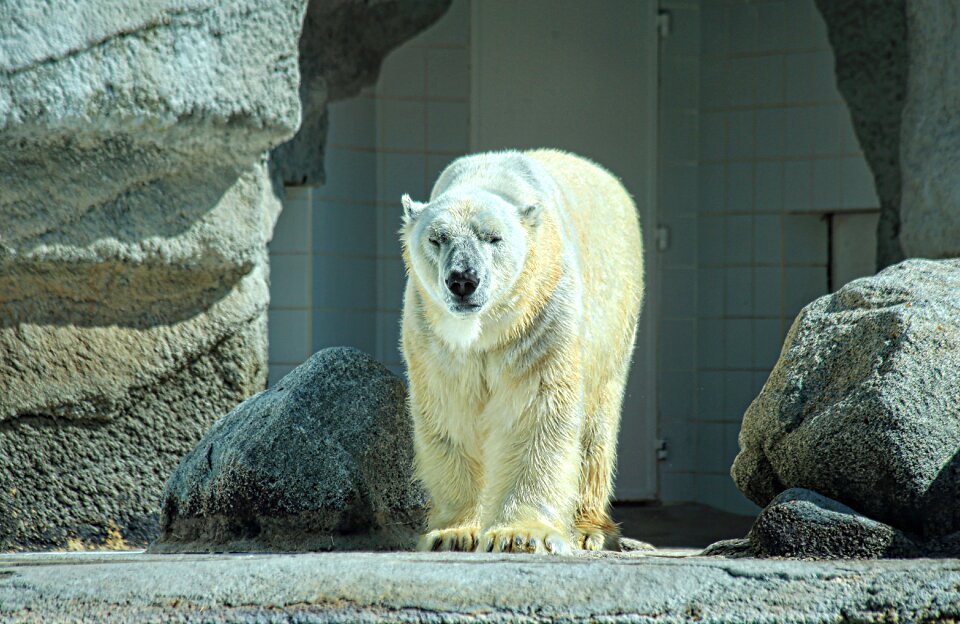Winter polar animals