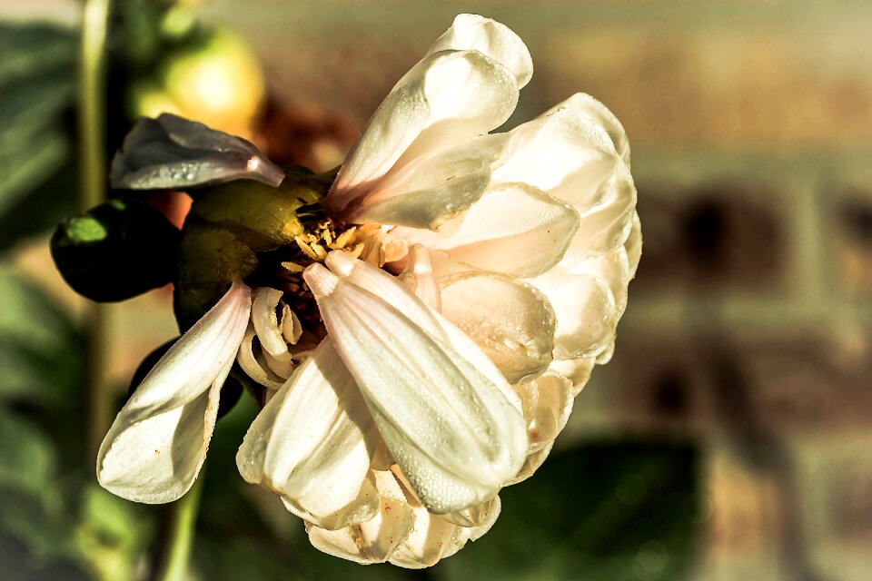 Bloom faded flower faded