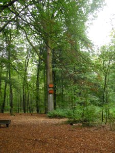 Friedenseiche Hoevelhof-1
