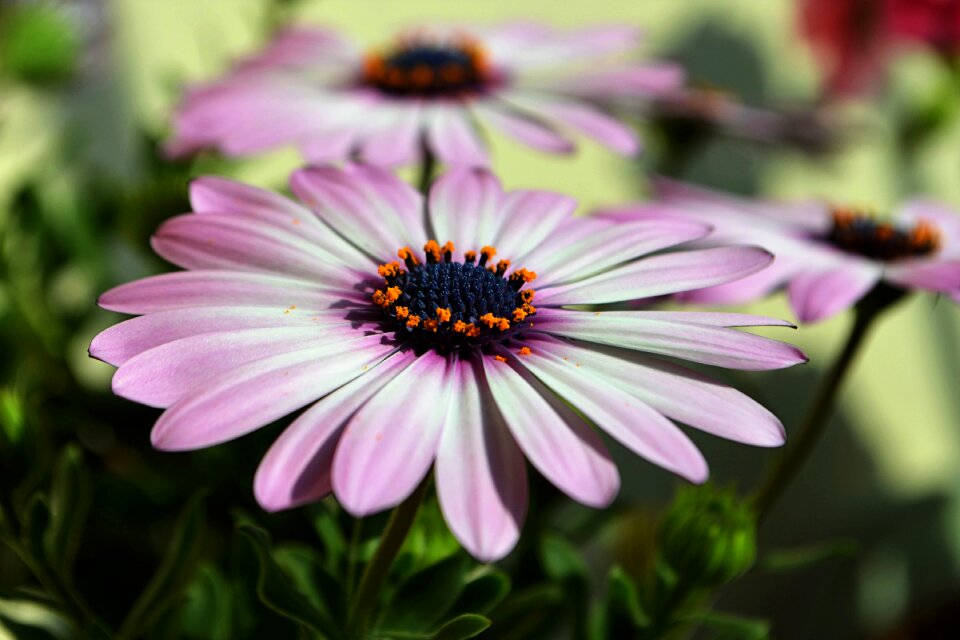 Macro spring flowers garden