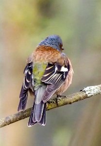 Fringilla coelebs Oulu Finland 2021-05-15