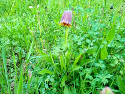 Fritillaire des Pyrénées 01