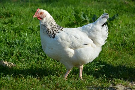 White laying hens domestic animal photo