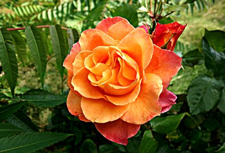 Petal orange rose yellow rose photo