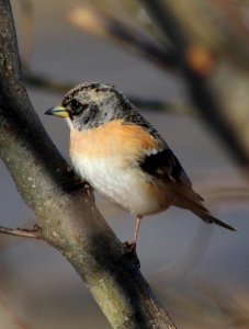 Fringilla montifringilla Oulu 20120507