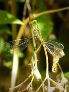 Winged insect iridescent beauty