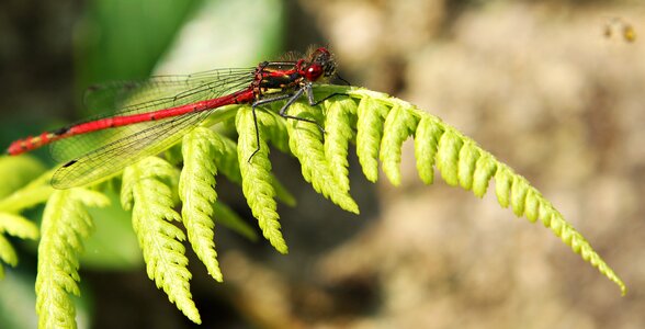 Red dragonfly close up nature