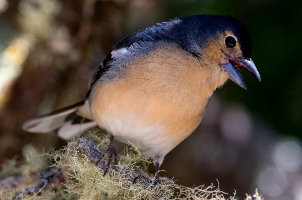 Fringilla coelebs canariensis