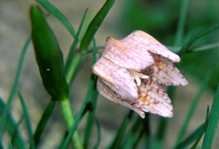 Fritillaria japonica in Mount Fujiwara 1999-04-04