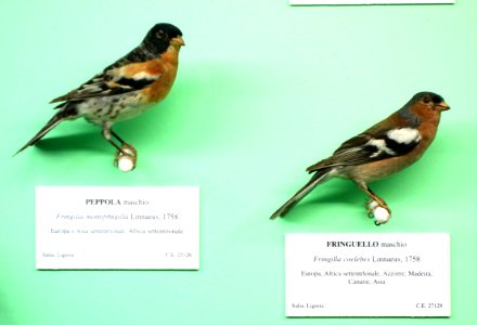Fringilla montifringilla (male) and Fringilla coelebs (male) - Museo Civico di Storia Naturale Giacomo Doria - Genoa, Italy - DSC03082