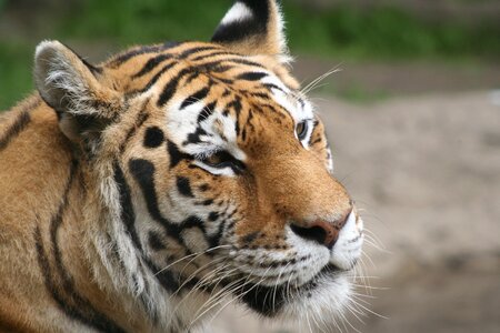 Animal wildcat striped