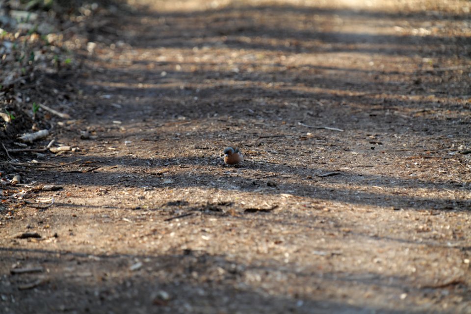 Fringilla coelebs Spandauer Forst 2020-04-14 02