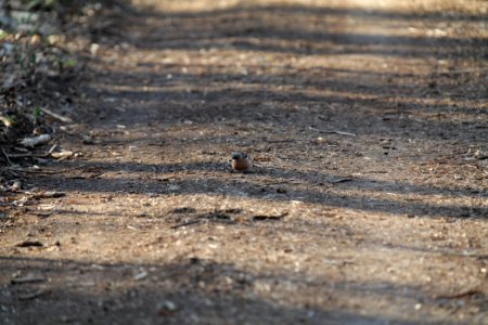 Fringilla coelebs Spandauer Forst 2020-04-14 02