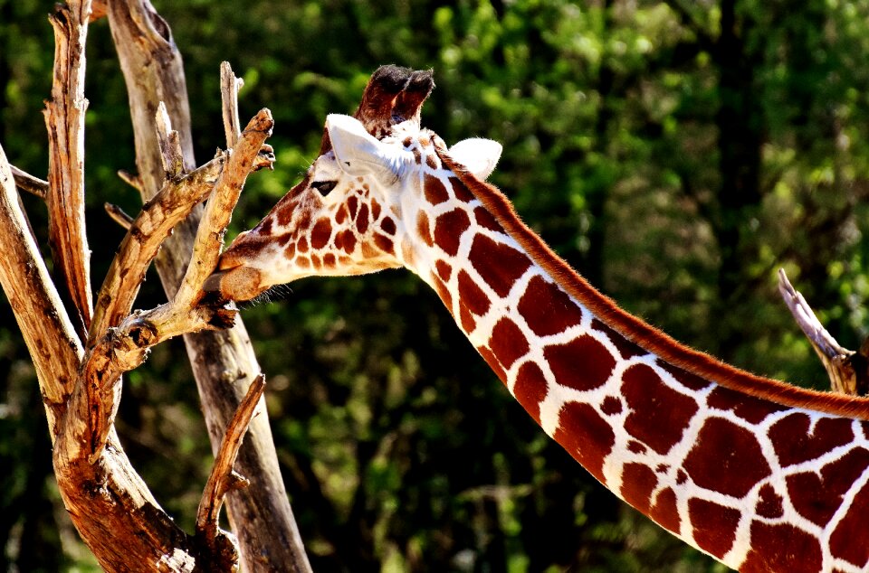 Long jibe animals africa
