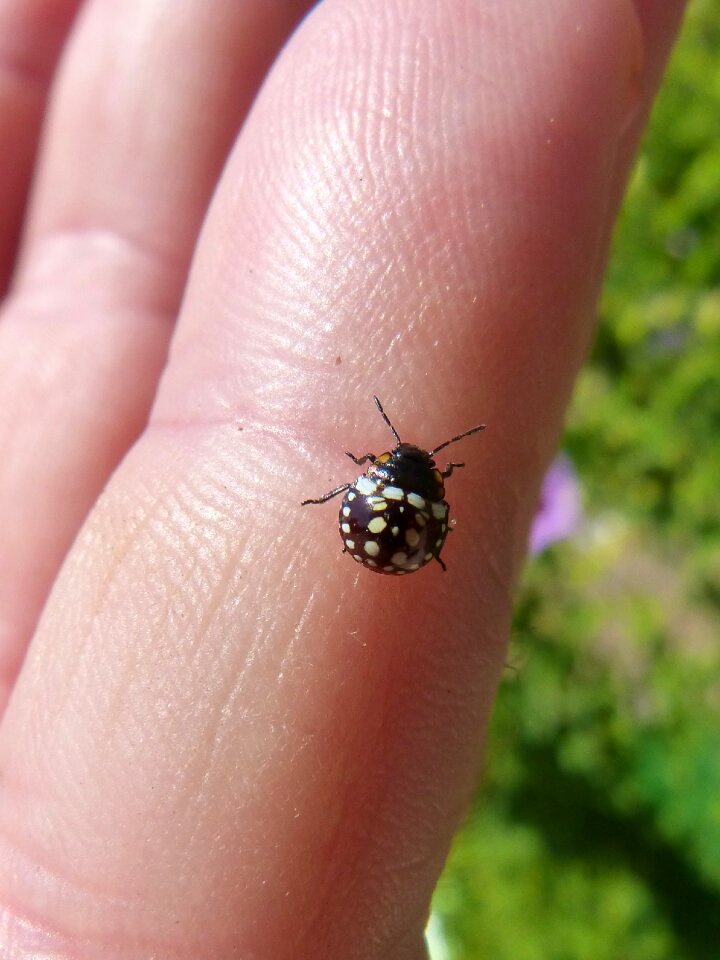 Coleoptera hand tiny