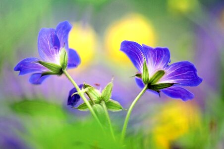 Purple flowers spring nature