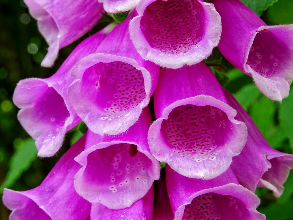Plant blossom bloom