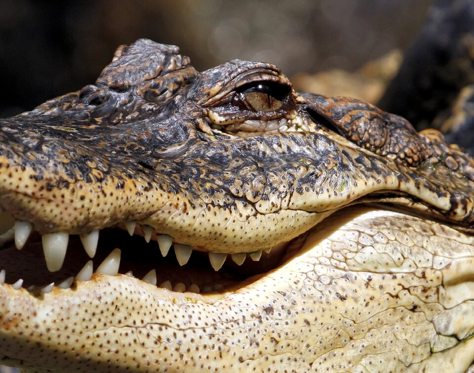 Marsh reptile teeth