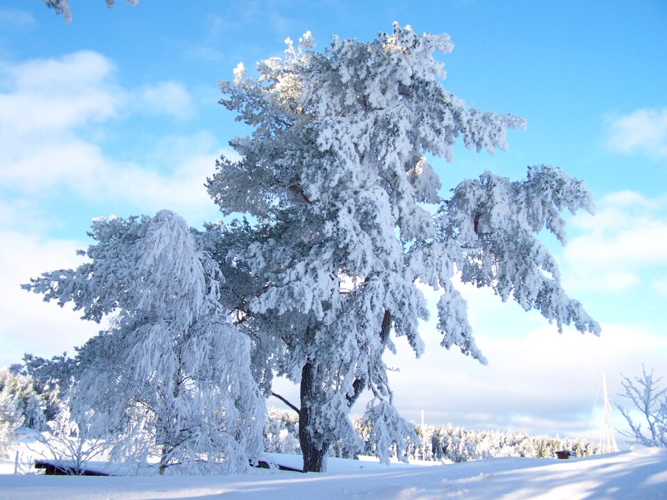 Branches nature cold photo