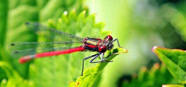 Red dragonfly close up nature photo