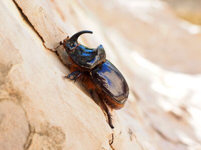 Krabbeltier oryctes nasicornis leaf horn beetle scarabaeidae