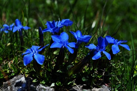 Flower blue gentian alpine flower photo