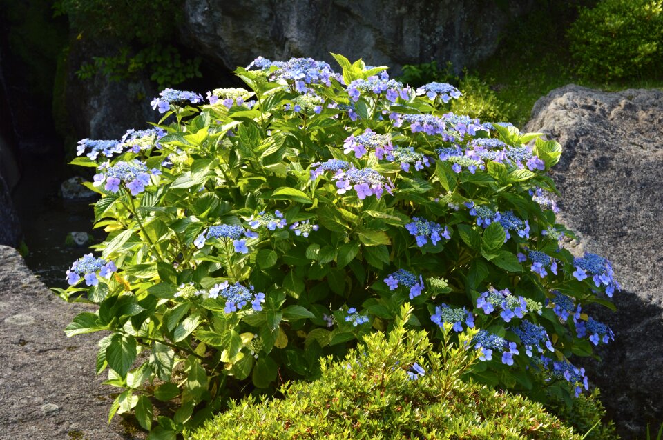 Plant in the early summer hakone