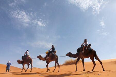 Dunes tuareg camels photo