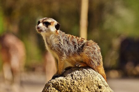 Animal nature mammal