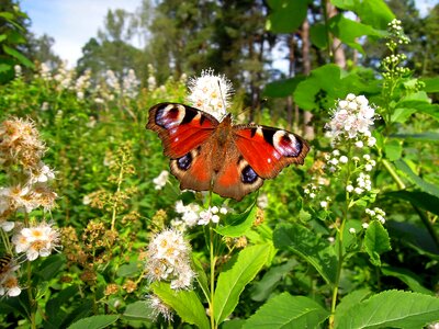 Insect garden nature photo