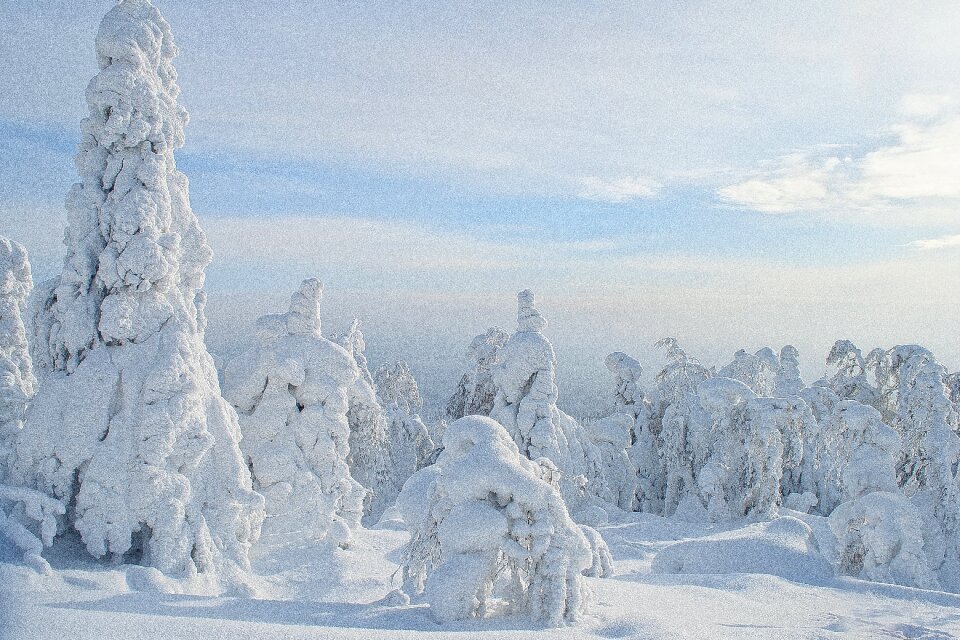 Ice forest cold