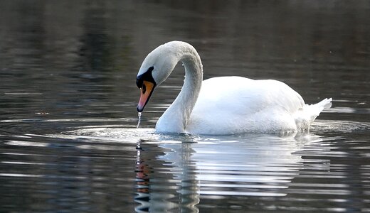 White noble water bird photo