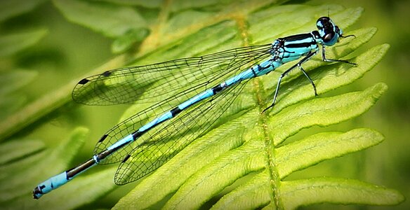 Blue dragonfly close up nature photo