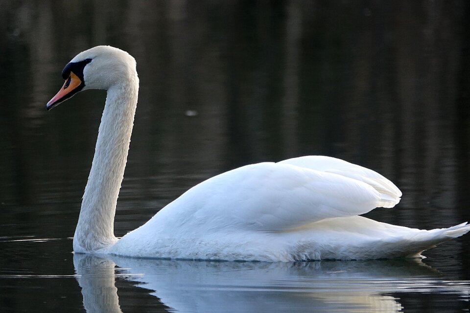 Noble white white swan