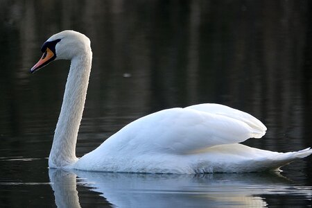 Noble white white swan