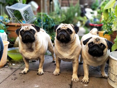 Garden cute waiting