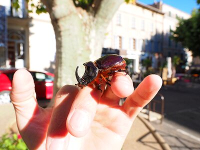 Oryctes nasicornis leaf horn beetle scarabaeidae particularly protected animal photo