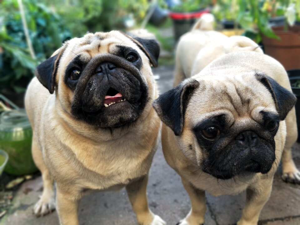 Garden cute waiting