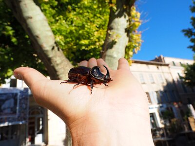 Oryctes nasicornis leaf horn beetle scarabaeidae particularly protected animal photo