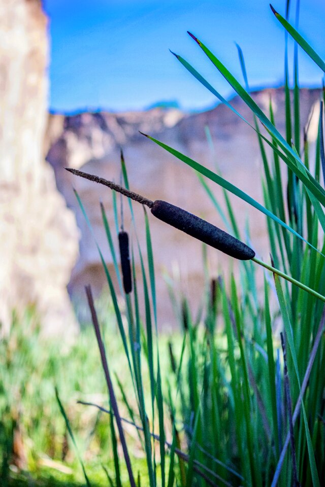 Swamp plant nature